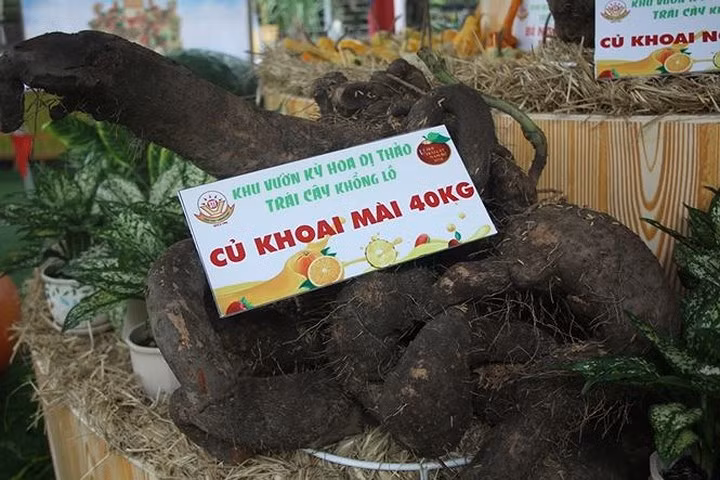 Một số giống củ, quả với hình dáng, kích thước độc đáo, lạ mắt. Ảnh: Tiền Phong.