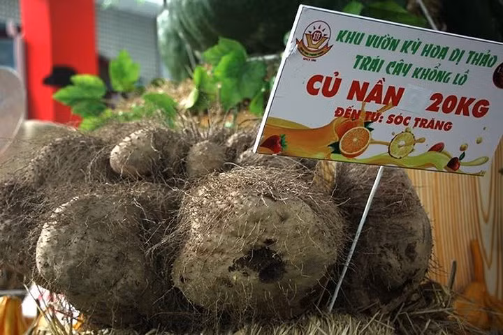 Củ nần nặng 20kg. Ảnh: Tiền Phong.
