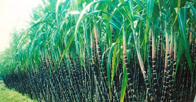 Ngành mía đường đang gặp khó khăn. Ảnh: IT.