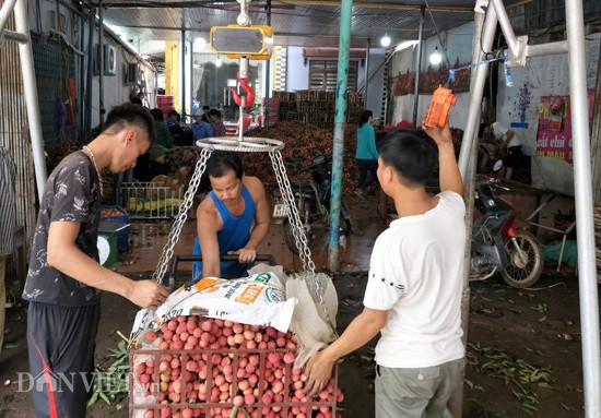 Hiện vẫn còn 178 thương nhân Trung Quốc có mặt ở Lục Ngạn để thu mua vải thiều.