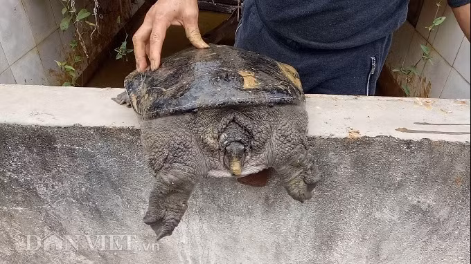 Cận cảnh con ba ba gai to gần bằng nửa thân người lớn.