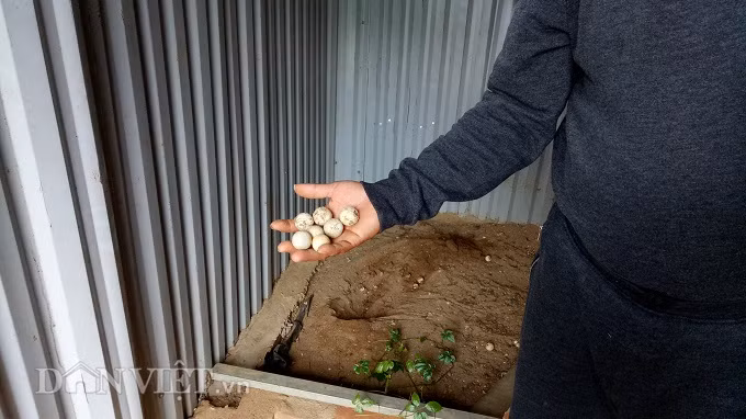 Ông Bùi Huy Ngọc cho biết, trứng ba ba gai thường nở vào rằm tháng 7 âm lịch hàng năm.