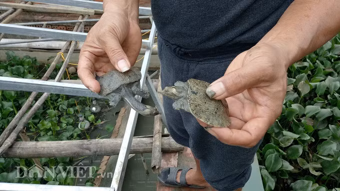 Ông Bùi Huy Ngọc dễ dàng bắt được những con ba ba gai giống trong ao ương.