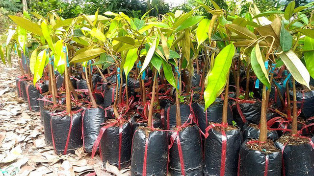 Giống cây sầu riêng ruột đỏ được rao bán giá tối thiểu 400.000 đồng mỗi cây tùy kích thước.