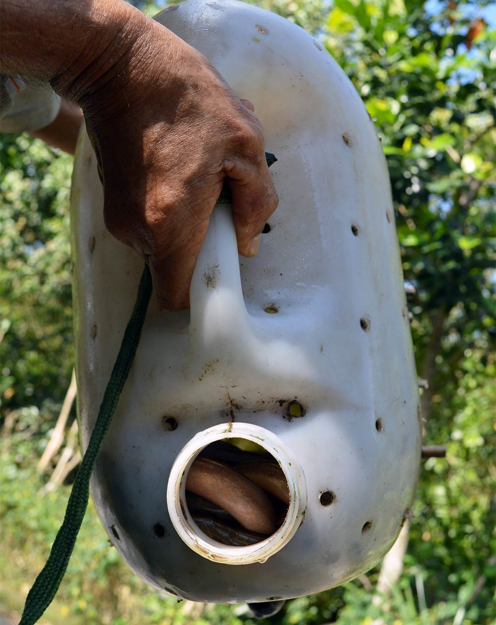 Phat hai ngan con luon quan nhau luc nhuc trong can nhua-Hinh-4