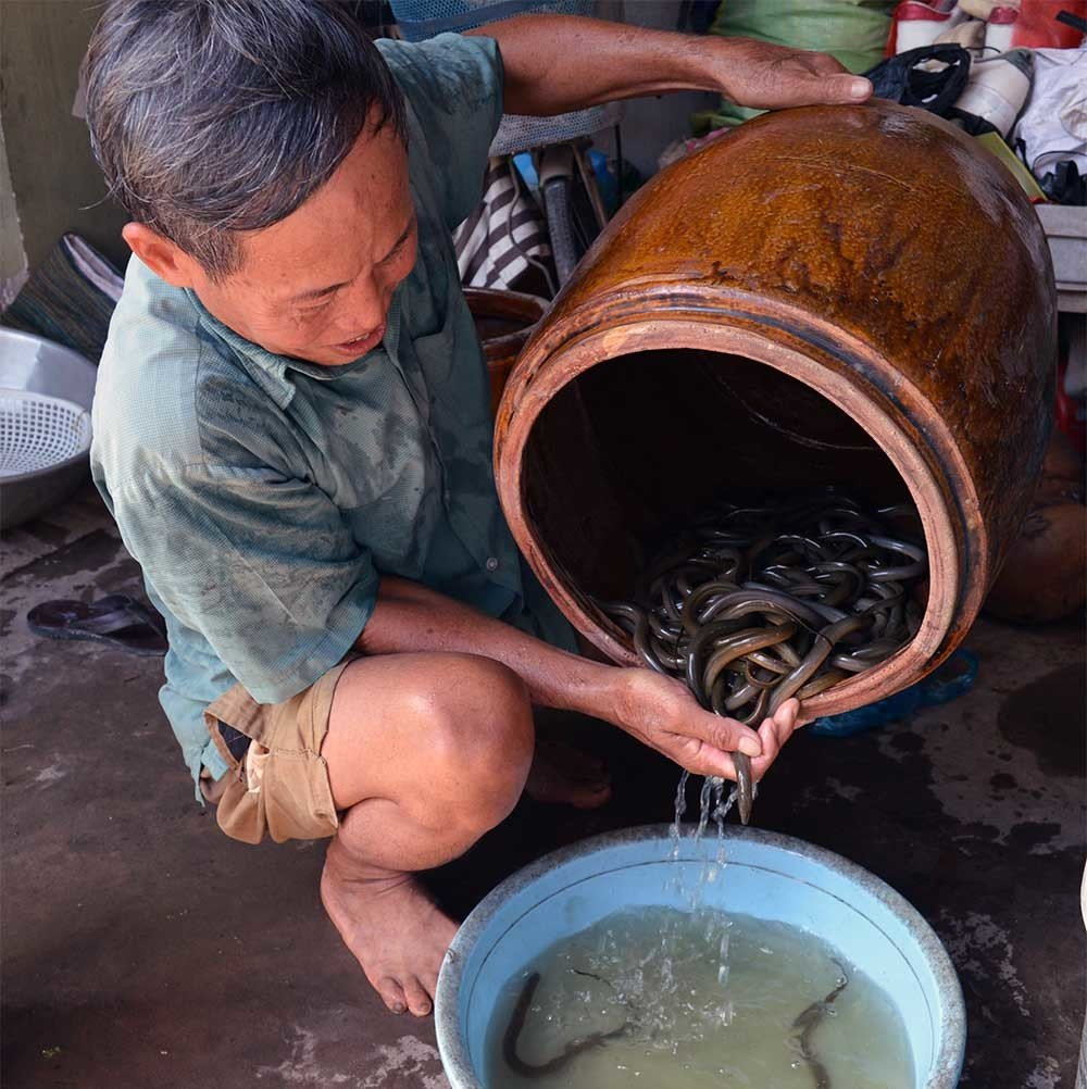 Phat hai ngan con luon quan nhau luc nhuc trong can nhua-Hinh-5