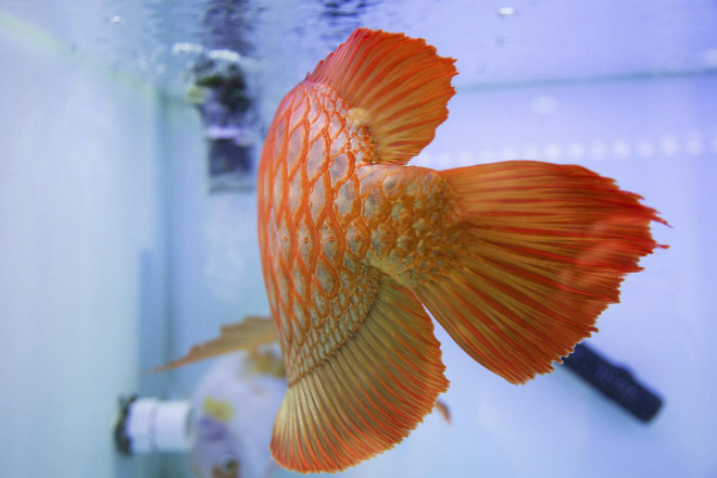 Đuôi của con cá rồng tại nhà Kenny Lim, người đã đầu tư hơn 600.000 USD trong 8 năm để gây dựng bể thủy sinh của mình. Ảnh: NY Times.