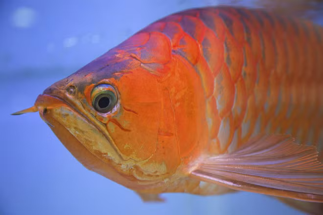 Tại Singapore, sở hữu cá rồng được cho là dấu hiệu của người có địa vị. Ảnh: NY Times.