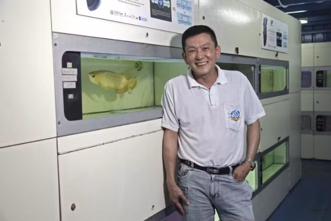 Kenny Yap, chủ tịch điều hành của Qian Hu Fish, nhà lai tạo cá rồng hàng đầu Singapore. Ảnh: NY Times.