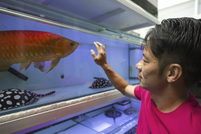 Kenny Lim, người chơi cá cảnh, chỉ vào con cá rồng trong bể cá tại nhà anh ở Singapore. Ảnh: NY Times.