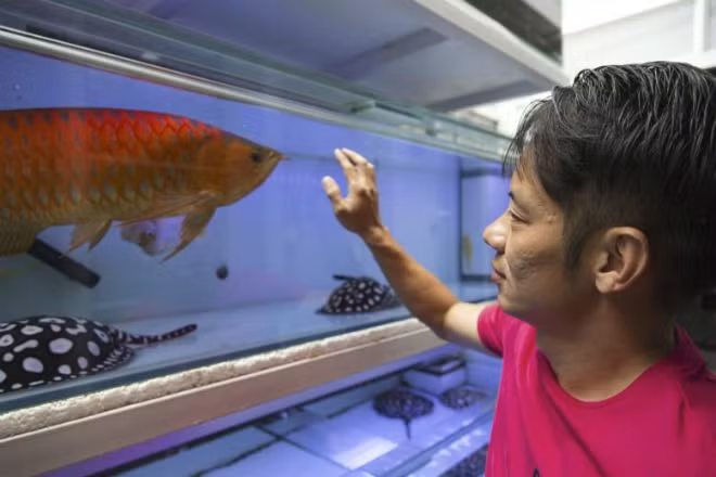 Kenny Lim, người chơi cá cảnh, chỉ vào con cá rồng trong bể cá tại nhà anh ở Singapore. Ảnh: NY Times.