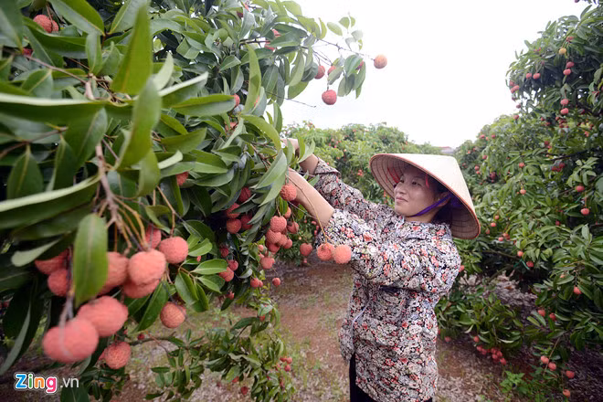Giá bán vải thiều trung bình năm nay khoảng 16.000-17.000 đồng/kg. Ảnh: Lê Hiếu.