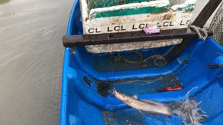 Theo anh Phát, những con cá ngát tuy nhỏ nhưng rất nguy hiểm vì chúng quẫy rất mạnh, phải khéo léo để chế ngự được chúng.