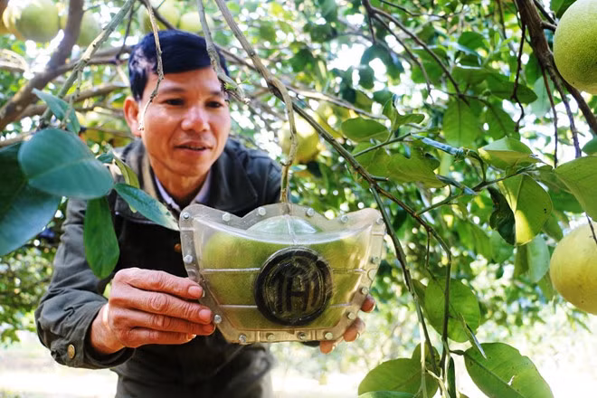 Anh Quang giới thiệu về quả bưởi hình thỏi vàng có chữ Tài. Ảnh: P.H.