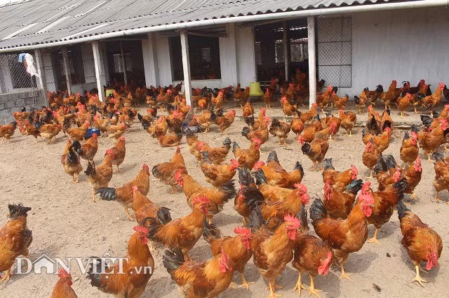 Theo anh Hoàng Công Điền, nuôi gà trên sân cát có rất nhiều lợi ích. Do cát thoát nước nhanh nên mặt sân luôn khô ráo, sạch sẽ. Ngoài ra, khi phân gà thải ra, cát sẽ hút hết nước nên không gây mất vệ sinh. Cùng với đó trong mùa hè, cát nóng là điều kiện thuận lợi để tiêu diệt mọi mầm bệnh.