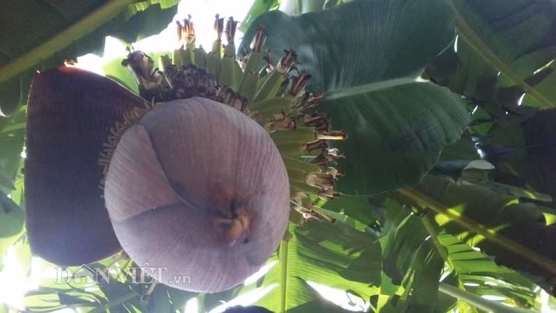 Cận cảnh một hoa chuối.