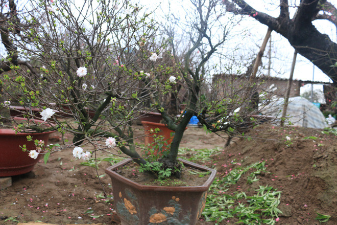 Hoa mai trắng có đặc điểm nếu thời tiết ấm chuyển sang màu trắng tính, trời rét chuyển sang phớt hồng.