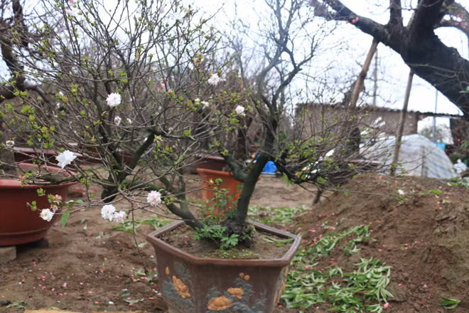 Hoa mai trắng có đặc điểm nếu thời tiết ấm chuyển sang màu trắng tính, trời rét chuyển sang phớt hồng.