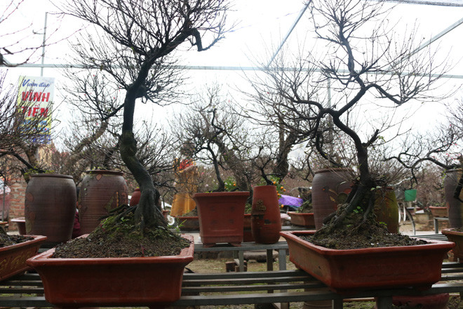 Hiện tại, một số cây trong vườn anh Việt đang nở hoa. Anh cho biêt, thời gian chơi mai trắng kéo dài từ 1 – 2 tháng.