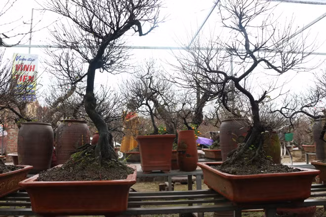 Hiện tại, một số cây trong vườn anh Việt đang nở hoa. Anh cho biêt, thời gian chơi mai trắng kéo dài từ 1 – 2 tháng.