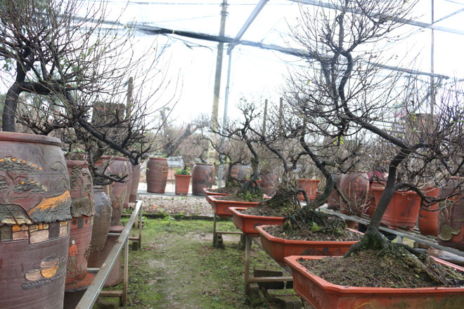 Nhiều người sành chơi hoa tìm đến mai trắng với ý nghĩa phong thủy. Loài hoa với nhiều hình dáng để trang trí nhà cửa mang lại may mắn, hạnh phúc, tài lộc đến với gia chủ.