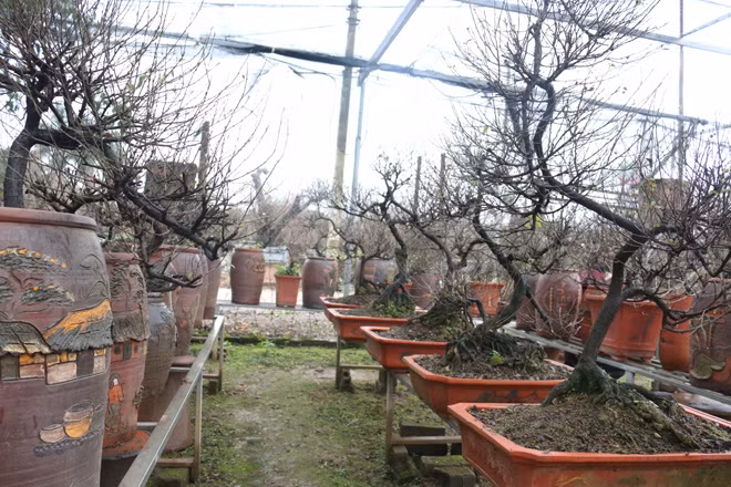 Nhiều người sành chơi hoa tìm đến mai trắng với ý nghĩa phong thủy. Loài hoa với nhiều hình dáng để trang trí nhà cửa mang lại may mắn, hạnh phúc, tài lộc đến với gia chủ.