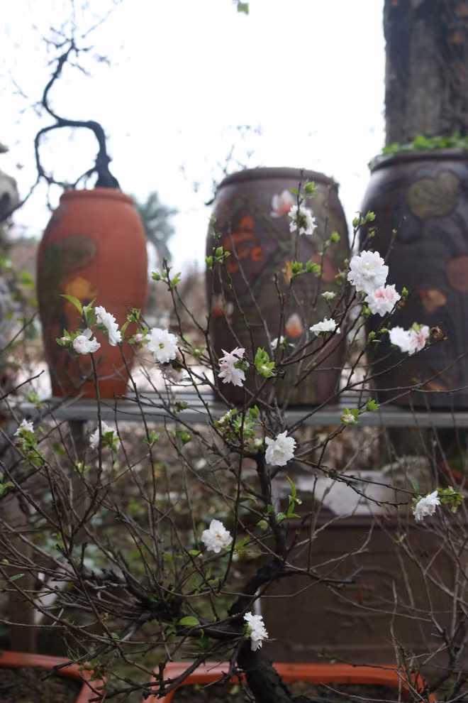 Vẻ đẹp của loài hoa với dáng sương gió, mảnh mai, càng già gốc cây càng phình to và xù xì.