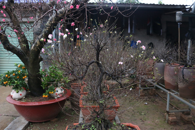 Anh Việt, chủ vườn đào Vĩnh Tiến cho biết, những gốc mai phải mất từ 2 đến 10 năm để có thể bán ra thị trường và có giá từ 5 – 7 triệu đồng tùy thuộc vào tuổi thọ và nguồn gốc cây.