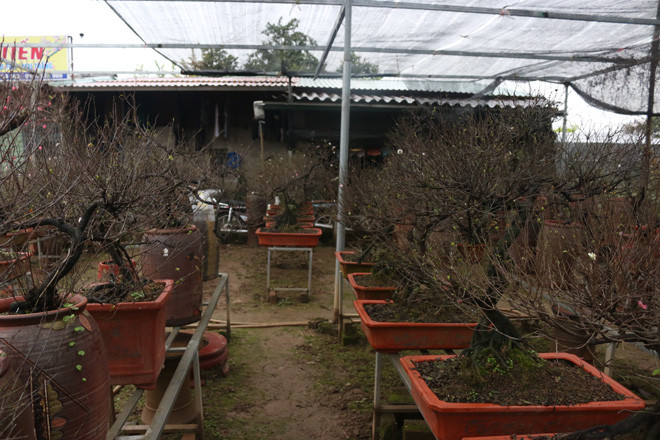 Những cây hoa có tuổi thọ từ 8 năm trở lên có thể thể được trả giá lên đến 20 triệu đồng.