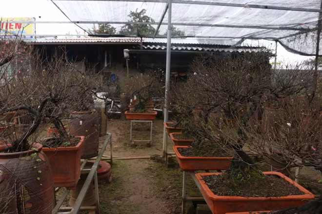 Những cây hoa có tuổi thọ từ 8 năm trở lên có thể thể được trả giá lên đến 20 triệu đồng.