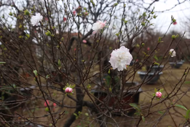 Mặc dù, không hề rẻ nhưng nhiều cây đã được đặt trước cho dịp Tết.