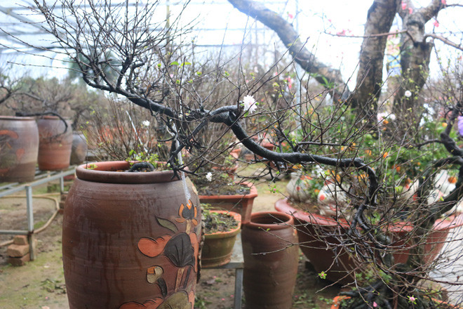 Để có thể được một gốc cây mai, đòi hỏi cả một quá trình chăm bón dày công, đòi hỏi sự cẩn thận , tỷ mỹ của người trồng để tạo thế và dáng cây đẹp. Thời tiết năm nay thuận lợi cho quá trình sinh trưởng và ra hoa của cây.