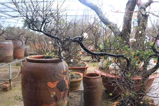 Để có thể được một gốc cây mai, đòi hỏi cả một quá trình chăm bón dày công, đòi hỏi sự cẩn thận , tỷ mỹ của người trồng để tạo thế và dáng cây đẹp. Thời tiết năm nay thuận lợi cho quá trình sinh trưởng và ra hoa của cây.