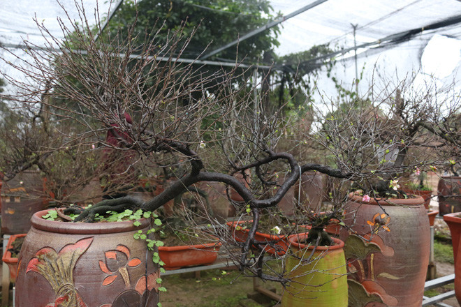 Ngày nay, ít ai biết được mai trắng được liệt vào bộ tứ quý gồm“tùng, cúc, trúc, mai”. Mai trắng là loài hoa có thân dáng mỏng manh, nở hoa trắng tinh khiết vì lẽ đó nó có tên là “Nhất chi mai”.