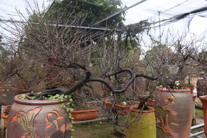 Ngày nay, ít ai biết được mai trắng được liệt vào bộ tứ quý gồm“tùng, cúc, trúc, mai”. Mai trắng là loài hoa có thân dáng mỏng manh, nở hoa trắng tinh khiết vì lẽ đó nó có tên là “Nhất chi mai”.