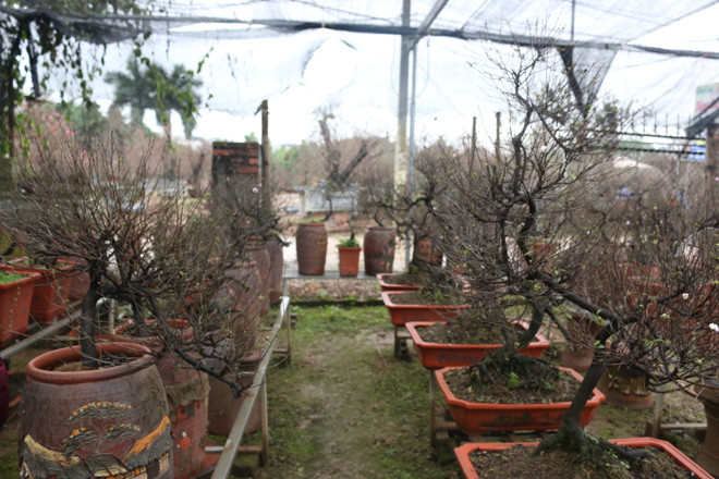 Làng hoa Nhật Tân (Tây Hồ, Hà Nội ) là địa điểm nổi tiếng về các loại hoa Tết, thế nhưng ở đây chỉ lác đác vài hộ trồng Mai trắng. Đây là loài hoa khan hiếm, đòi hỏi kỹ thuật chăm sóc công phu tốn kém.