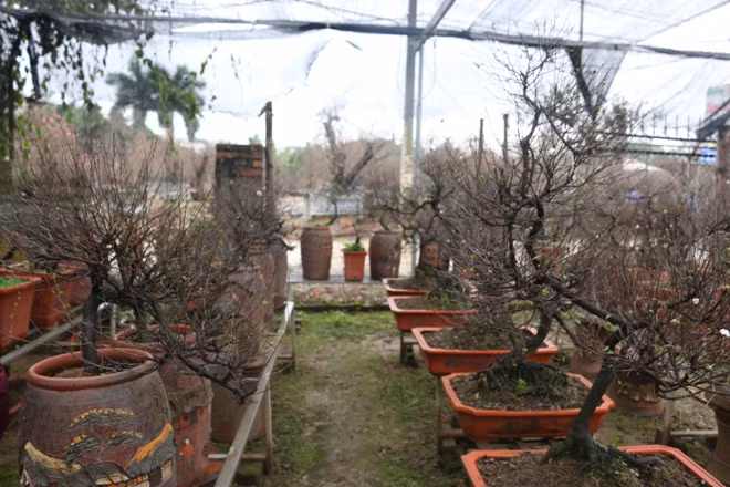 Làng hoa Nhật Tân (Tây Hồ, Hà Nội ) là địa điểm nổi tiếng về các loại hoa Tết, thế nhưng ở đây chỉ lác đác vài hộ trồng Mai trắng. Đây là loài hoa khan hiếm, đòi hỏi kỹ thuật chăm sóc công phu tốn kém.