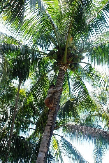 Người thợ lao vun vút trên thân dừa khẳng khiu.