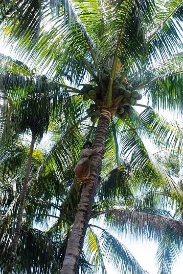 Người thợ lao vun vút trên thân dừa khẳng khiu.