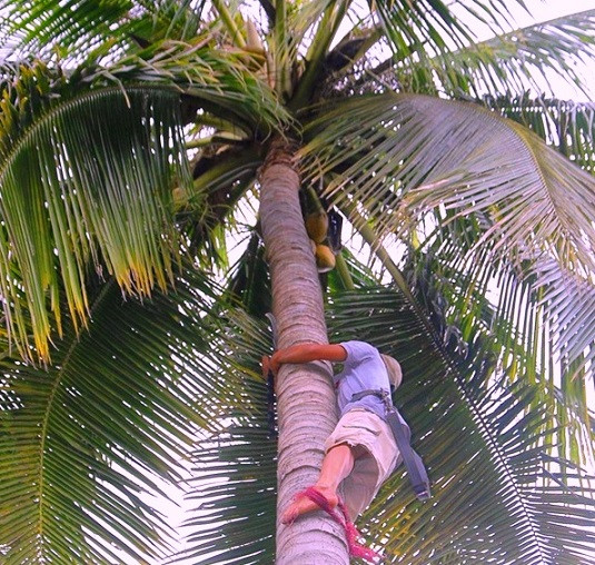 Ông Nguyễn Hồng Tưởng trong một chuyến "tác nghiệp" trên thân dừa.