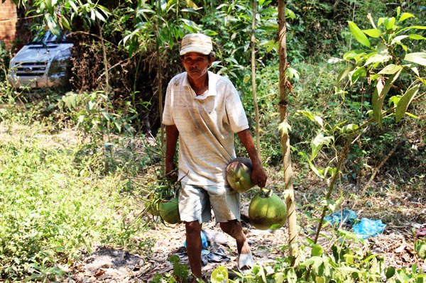 Nghề hái dừa hót nhất là vào mùa nắng nóng vì người mua dùng để giải khát.