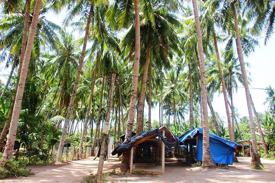 Những thân dừa có độ cao lên đến 20m chính là thử thách dành cho người thợ theo nghề.