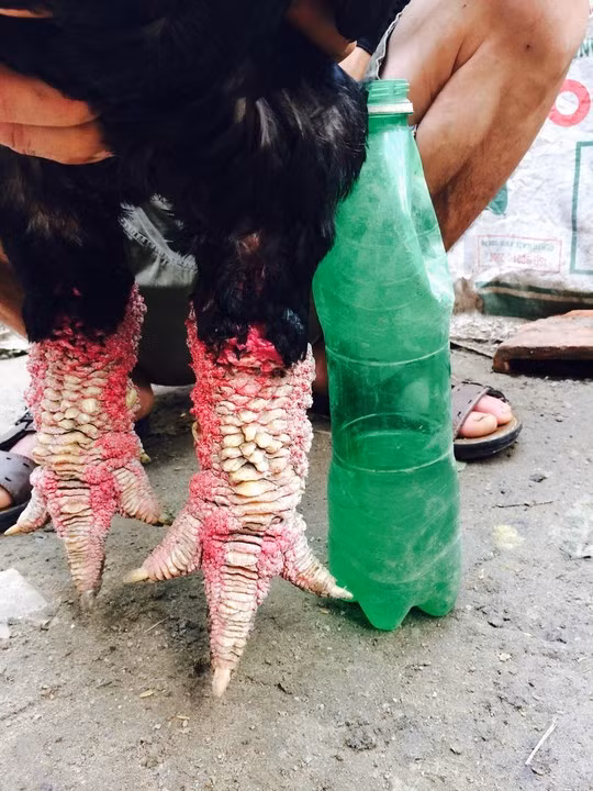 Con gà trống nặng 6,3 kg này có chân to như chai bia được trại gà ông Phúc bán cho một đại gia ở Bình Dương hồi tháng 9-2014 với giá 35 triệu đồng. Ảnh do chủ trại gà cung cấp.