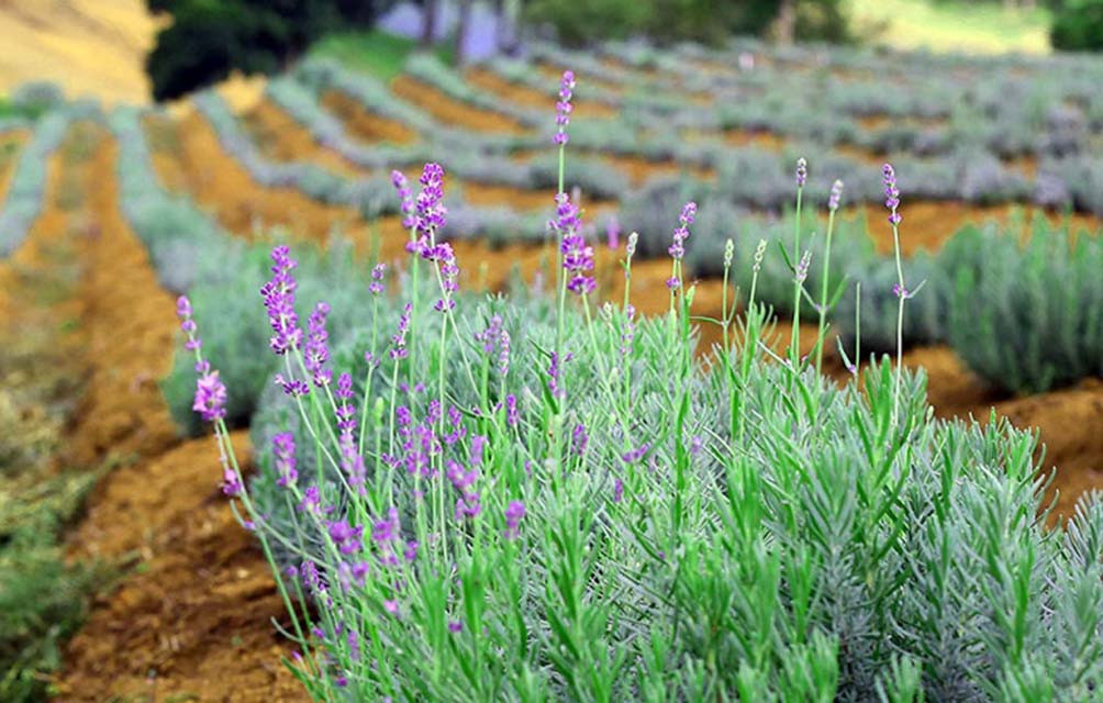 Không chỉ có hoa mà lá, thân cây oải hương cũng có thể tận dụng để làm ra nhiều sản phẩm hữu ích. Ảnh: Nam Hoàng.