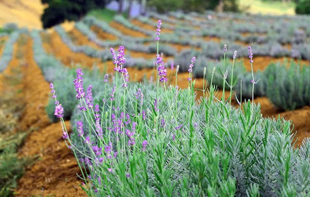Không chỉ có hoa mà lá, thân cây oải hương cũng có thể tận dụng để làm ra nhiều sản phẩm hữu ích. Ảnh: Nam Hoàng.