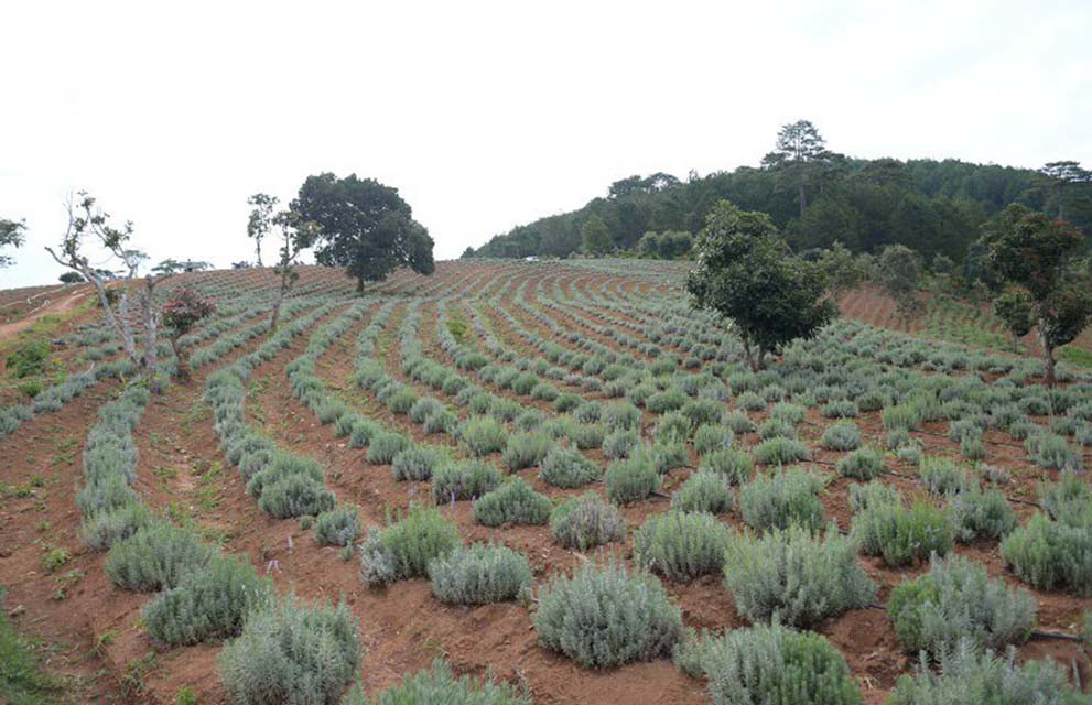 Oải hương phù hợp với khí hậu Đà Lạt và có nhiều tiềm năng phát triển tốt. Ảnh: Nam Hoàng.