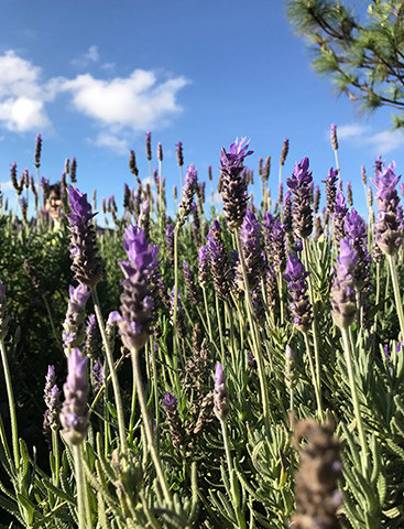 Oải hương là loại cây ưa hạn, ưa nắng. Ảnh: TL