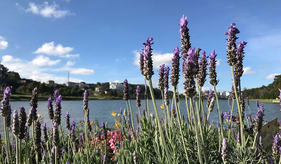 Muốn hoa oải hương nở đẹp, khâu chăm sóc phải tỉ mỉ và kiên trì, đặc biệt phải đợi 1 năm cây mới thích ứng được khí hậu mới. Ảnh: TL.