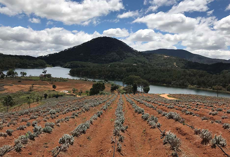 Oải hương tại khu du lịch LAVENDER DALAT được trồng thành luống khá rộng. Ảnh: TL.