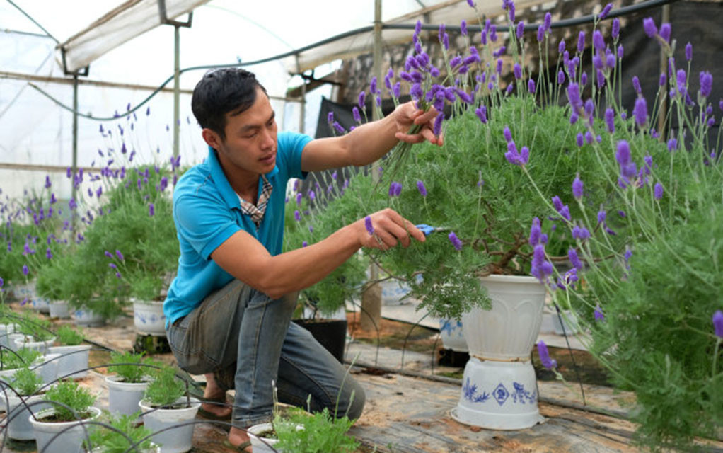 Nguyễn Thế Tài chăm sóc cho vườn hoa oải hương của mình. Ảnh: V.Minh.